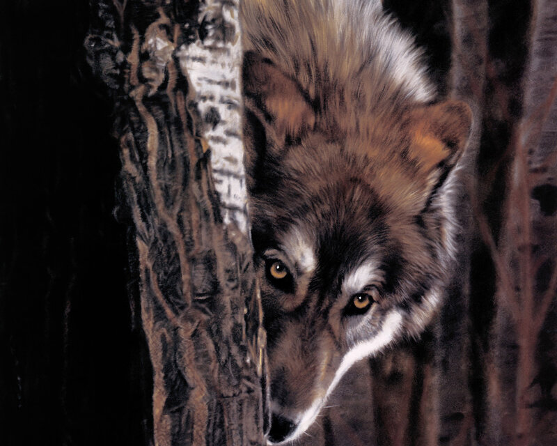Wolf Peeking from Behind Tree — Brown