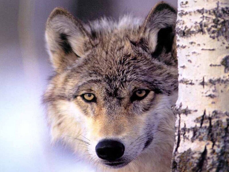 wolf peeking from behind tree