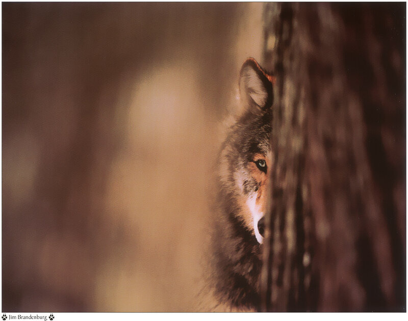 Wolf Peeking from Tree — Brown