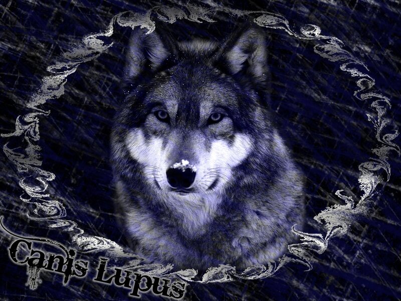Wolf Portrait — Blue