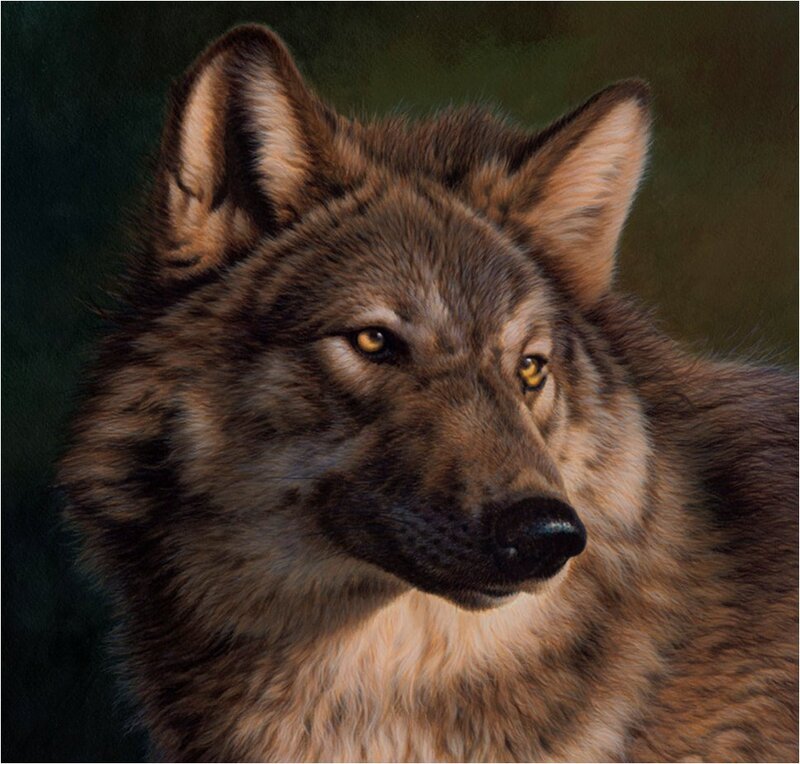Wolf Portrait — Brown, Intense