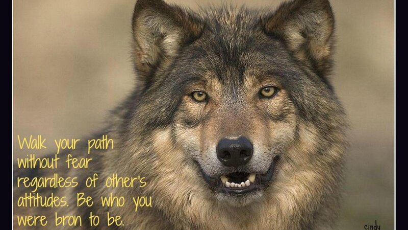Wolf Portrait — Brown, Serious