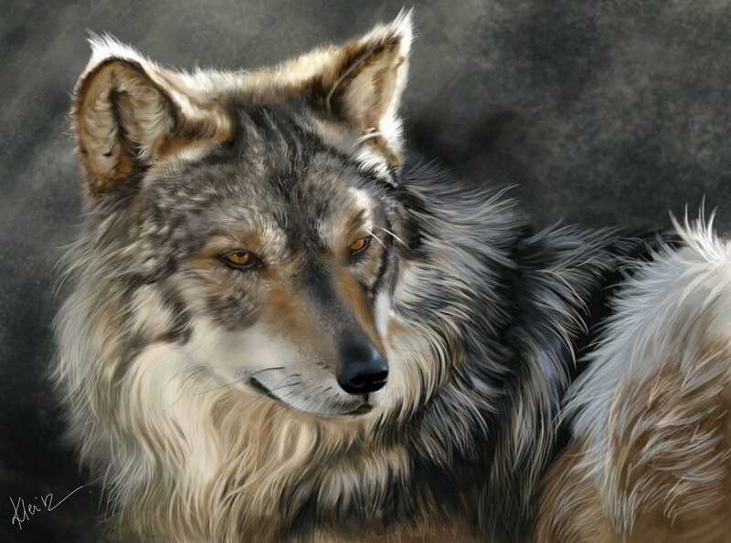 Wolf Portrait — Gray, Intense