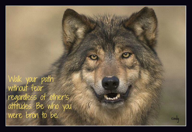 Wolf Portrait — Gray, Serious