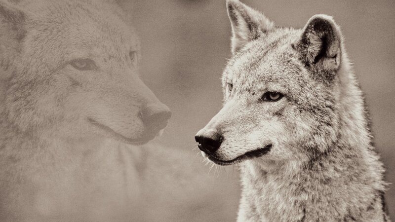 wolf portrait with reflection
