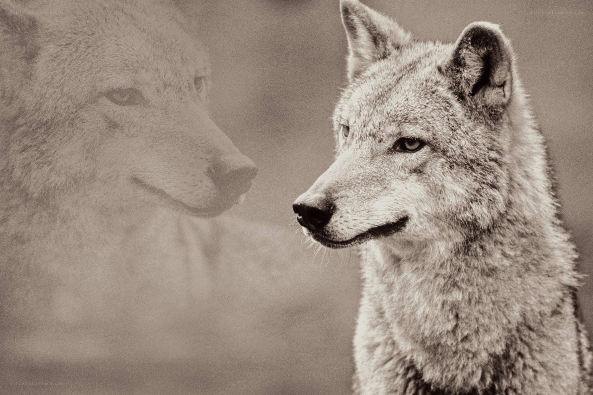 wolf portrait with reflection