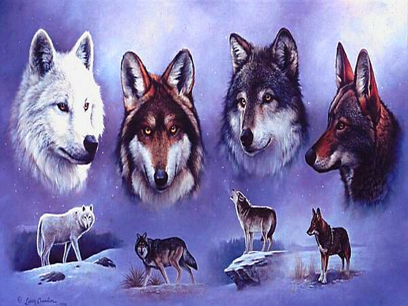 Wolf Portraits and Figures