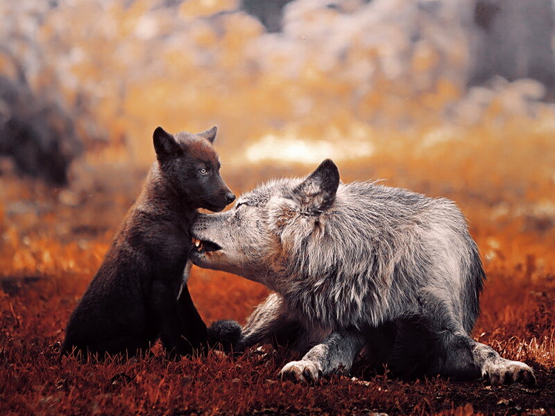 Wolf Pup and Adult Wolf — Orange