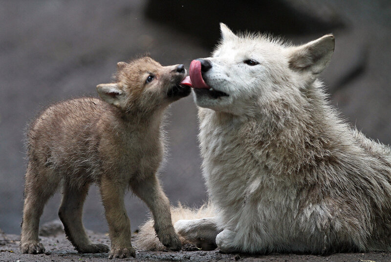 Wolf Pup and Adult Wolf — White