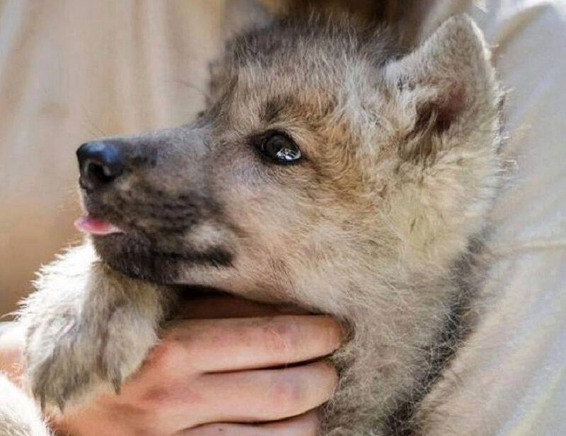 Wolf Pup Being Held — Gray