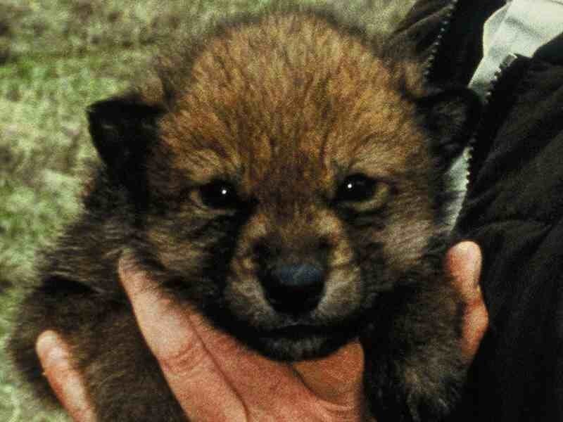 Wolf Pup Being Held