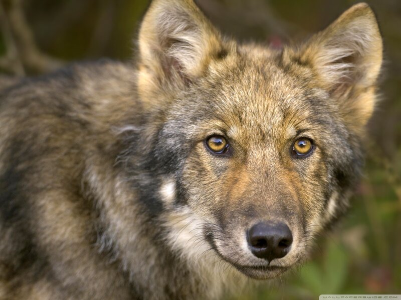 Wolf Pup — Brown, Alert, Photograph