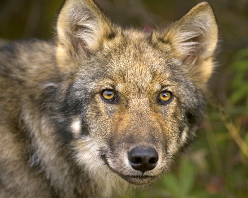 Wolf Pup — Brown, Alert