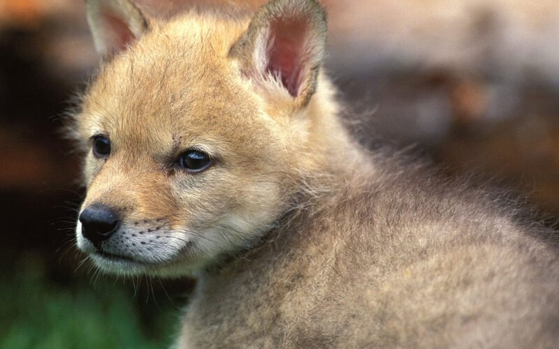 Wolf Pup — Brown, Calm