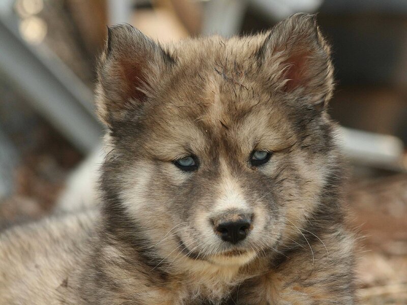 Wolf Pup — Brown