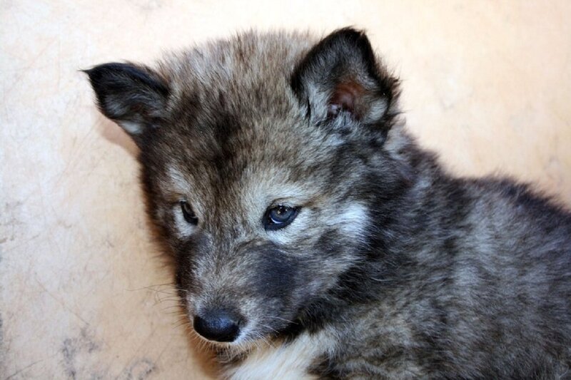 Wolf Pup — Gray