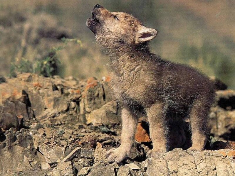 Wolf Pup Howling — Brown, Natural, Afternoon