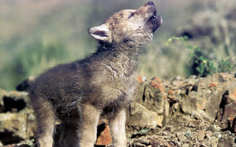 Wolf Pup Howling — Brown, Natural