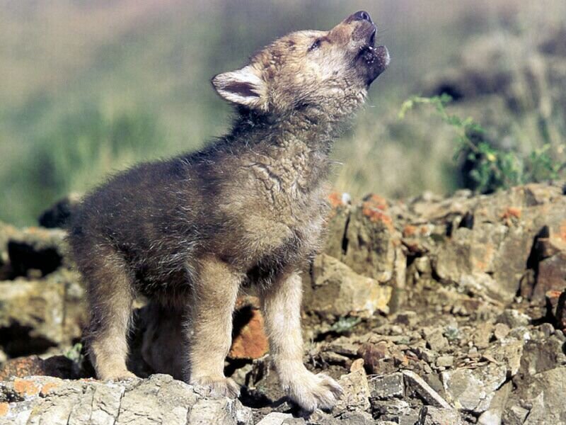 Wolf Pup Howling — Brown
