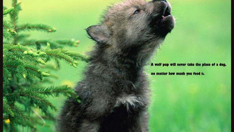 Wolf Pup Howling — Green, Natural, Afternoon, Photograph