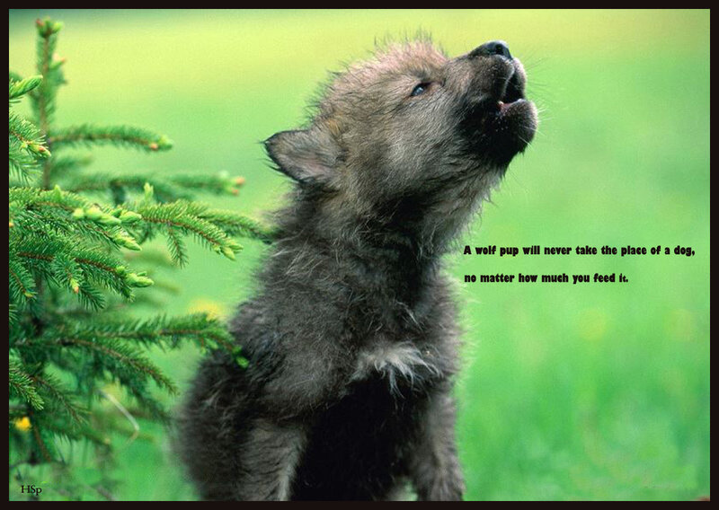 Wolf Pup Howling — Green, Natural, Afternoon