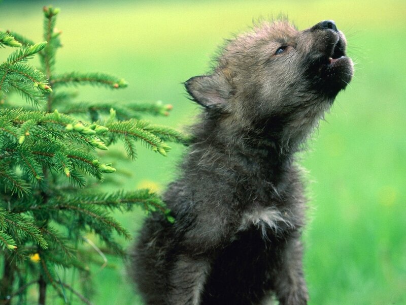 Wolf Pup Howling — Green, Natural, Summer, Photograph