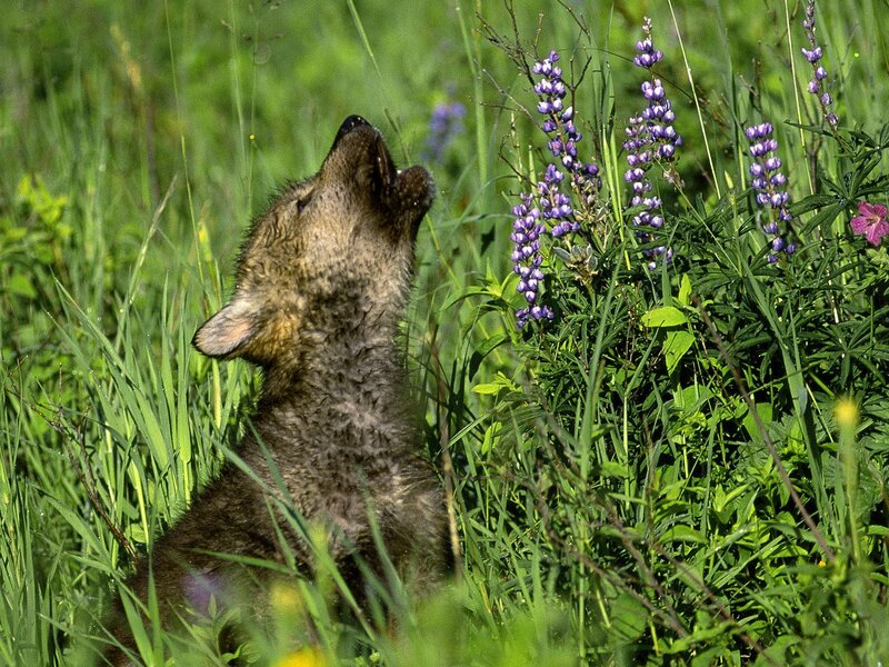 Wolf Pup Howling — Green