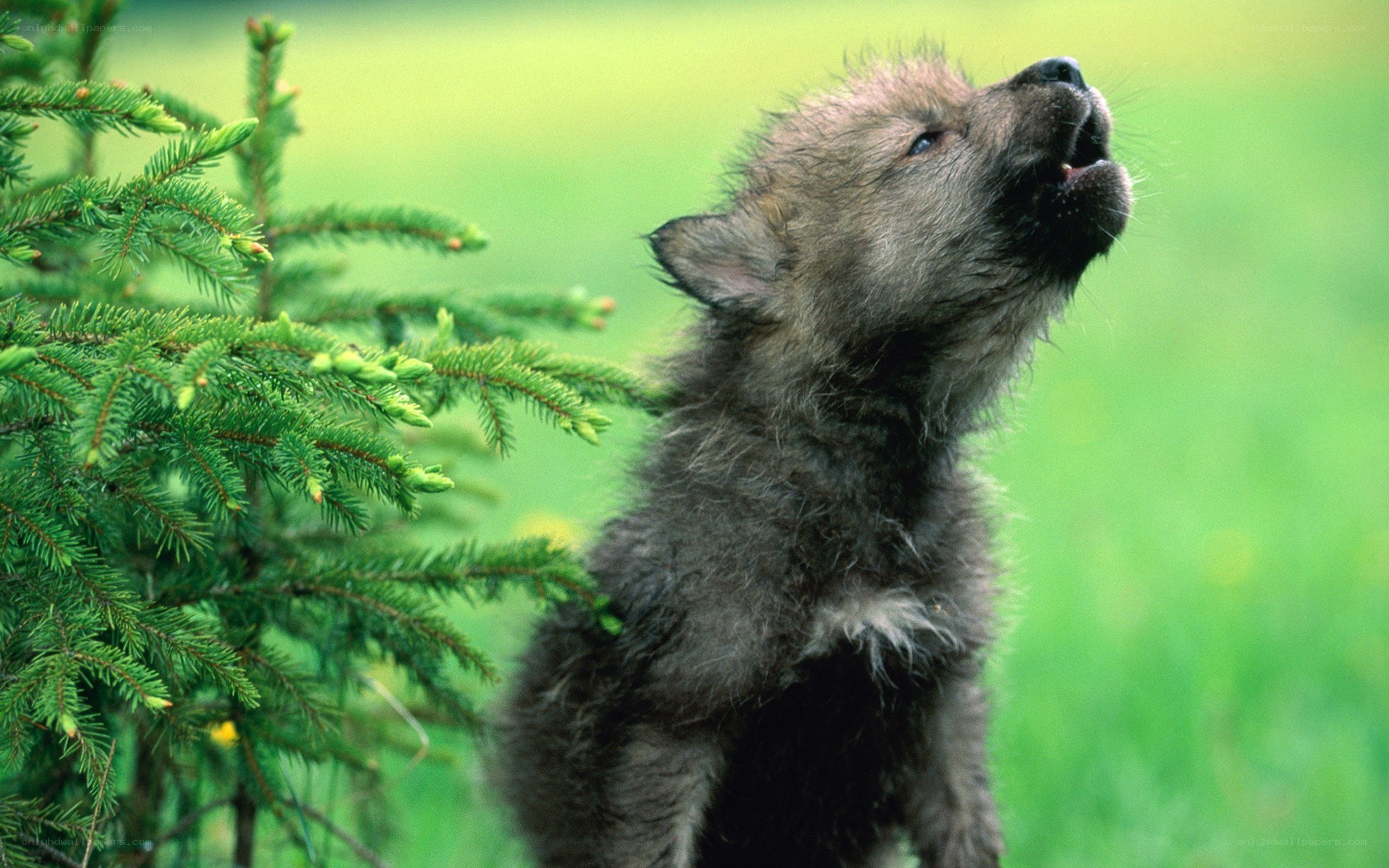 wolf pup howling in forest