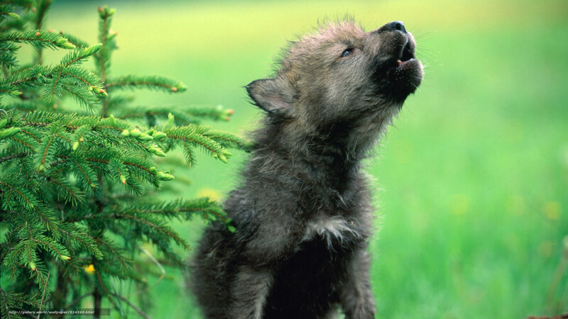 wolf pup howling in forest