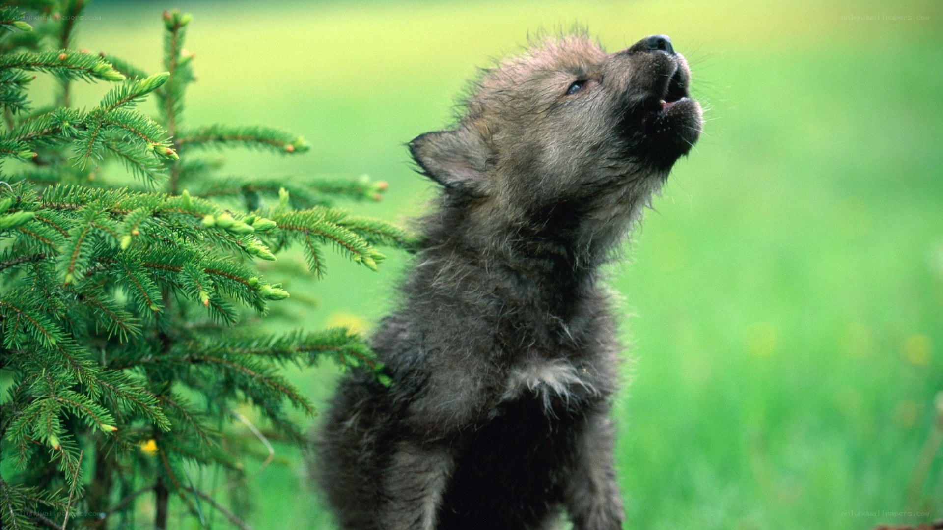 wolf pup howling in grass