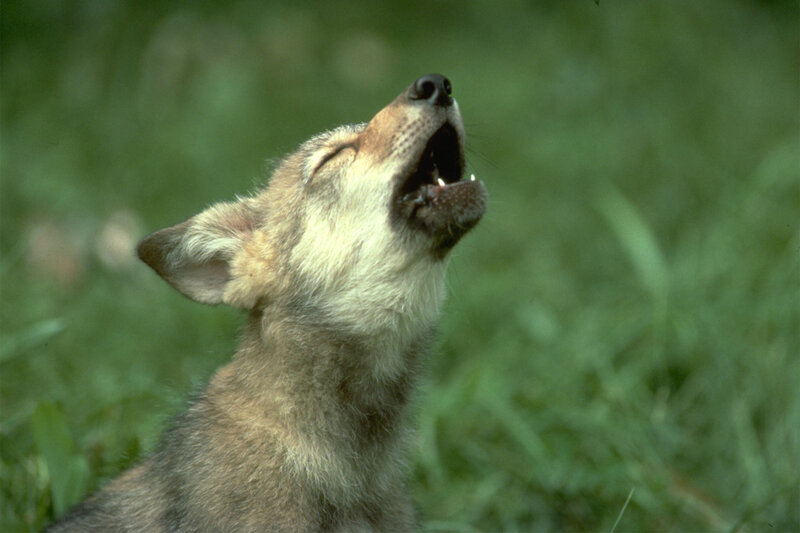 Wolf Pup Howling