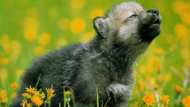 wolf pup in a field of flowers