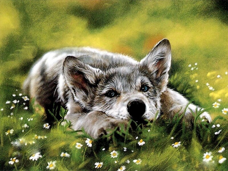 wolf pup in a field of flowers