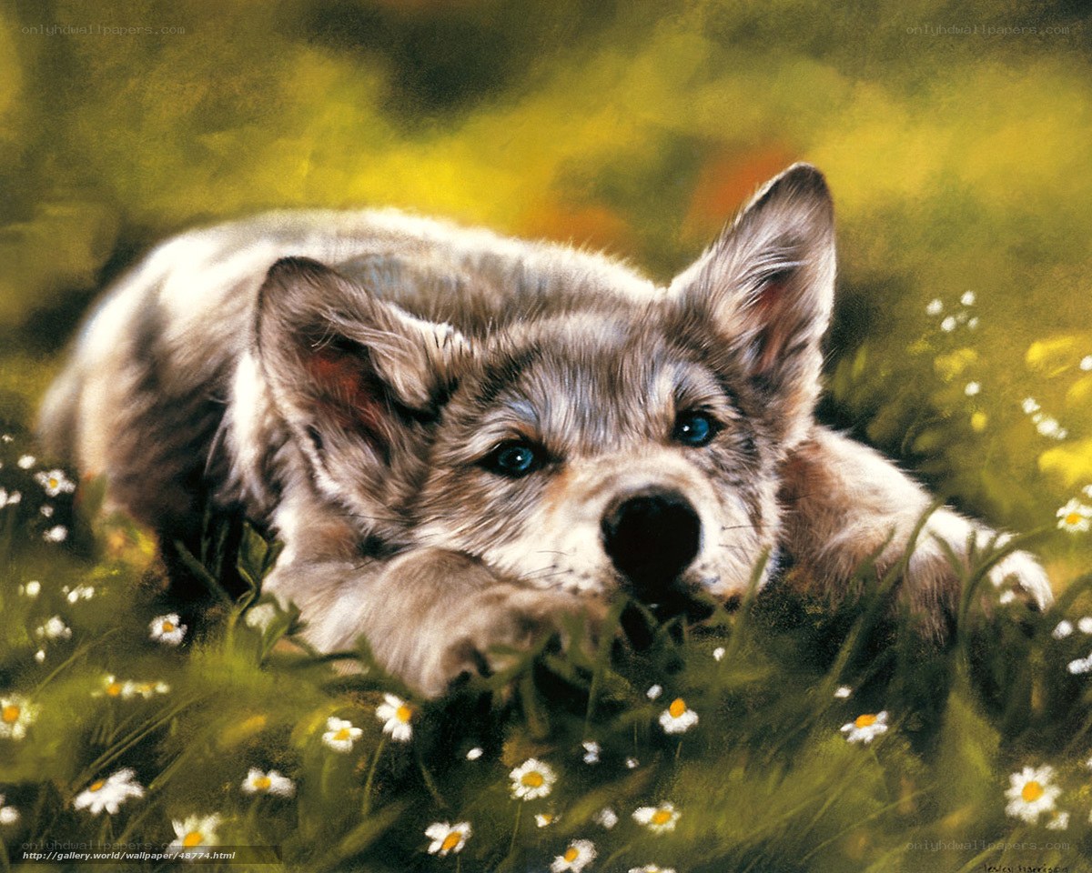 wolf pup in a field of flowers