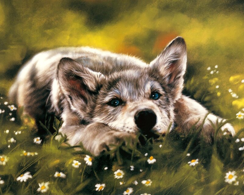 wolf pup in a meadow