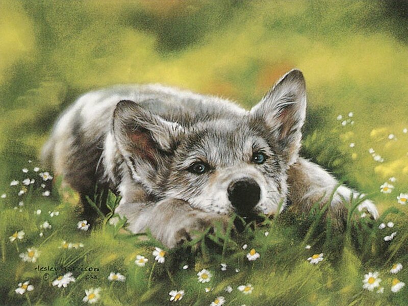 wolf pup in daisies