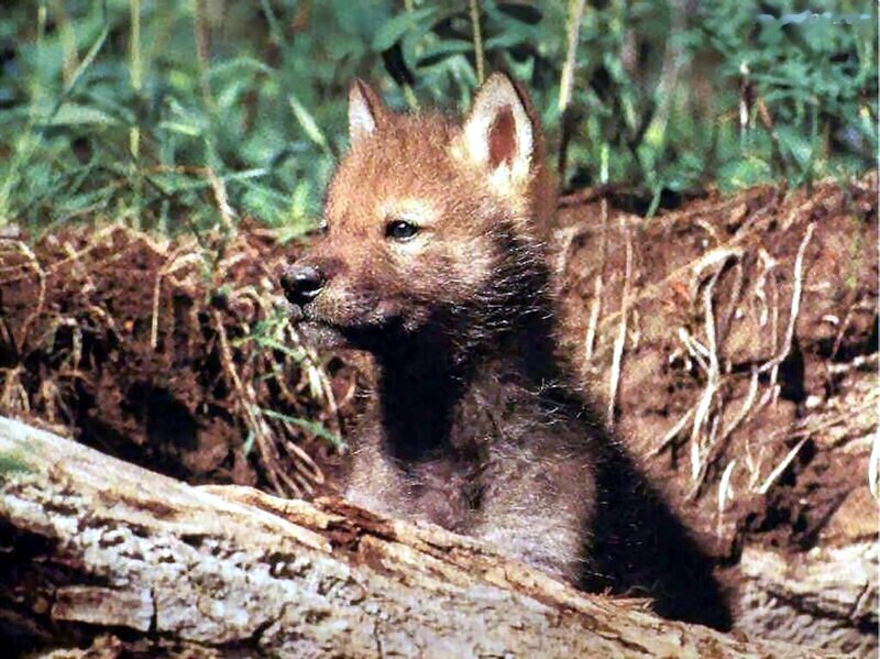 Wolf Pup in Den — Brown, Natural