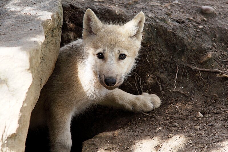 Wolf Pup in Den — Brown