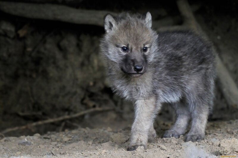 Wolf Pup in Den — Gray, Natural