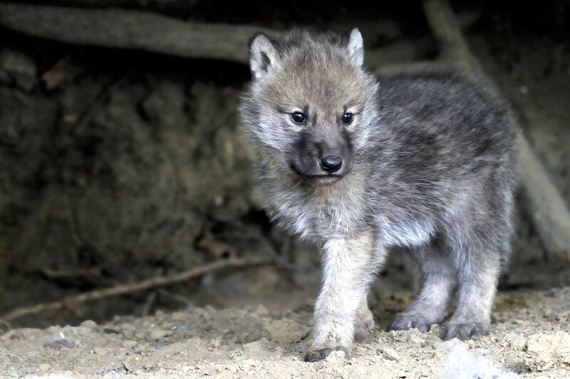 Wolf Pup in Den — Gray