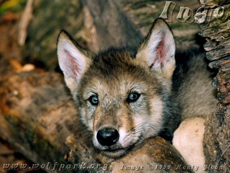 Wolf Pup in Den