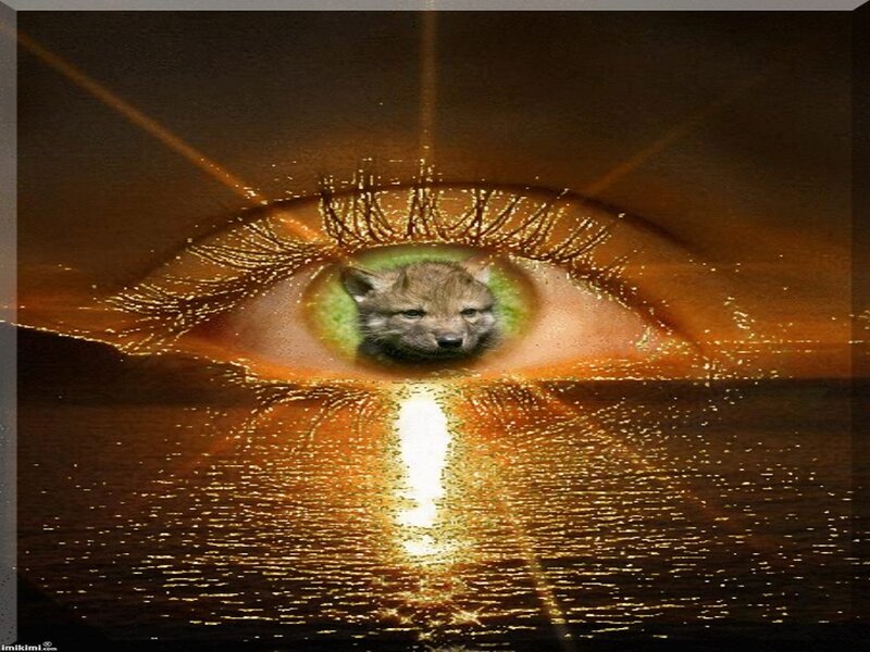 Wolf Pup in Eye