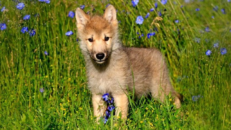 Wolf Pup in Field — Green, Serene, Summer