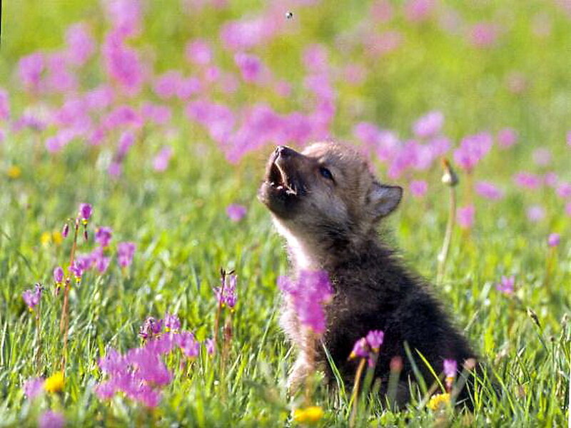 Wolf Pup in Field — Green, Serene