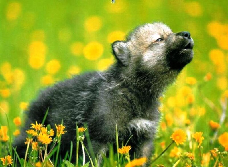 Wolf Pup in Field — Green