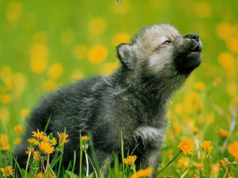 Wolf Pup in Field