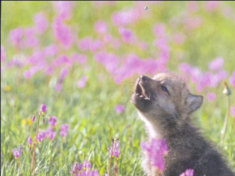 wolf pup in flower field