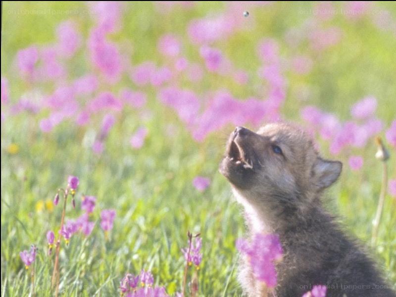 wolf pup in flower field