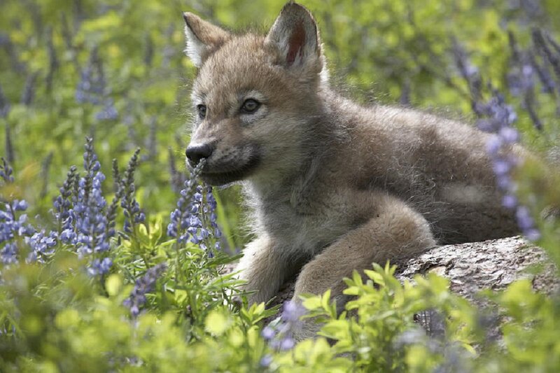 Wolf Pup in Flowers — Green