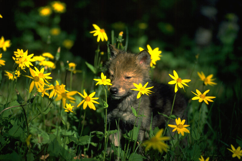 Wolf Pup in Flowers